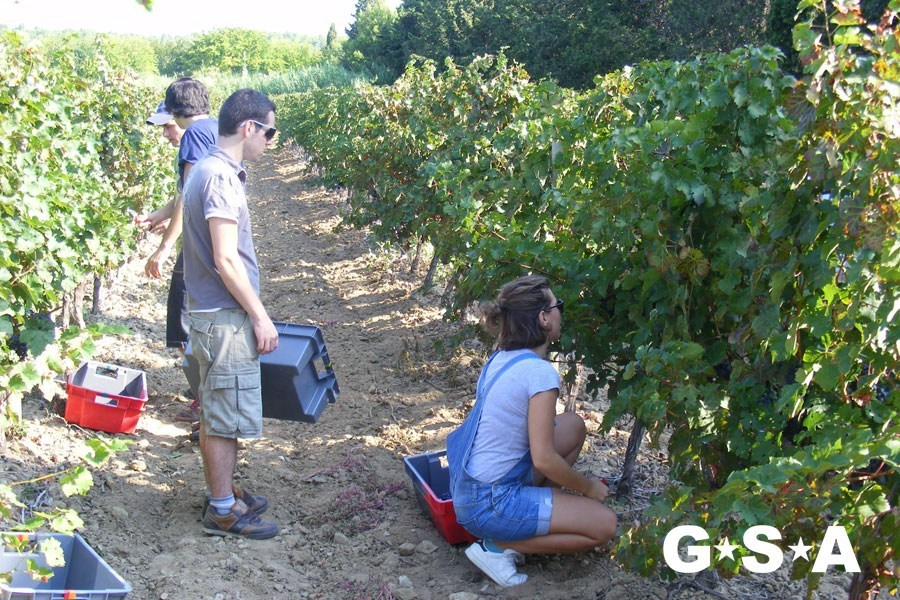 Работа на винограднике
